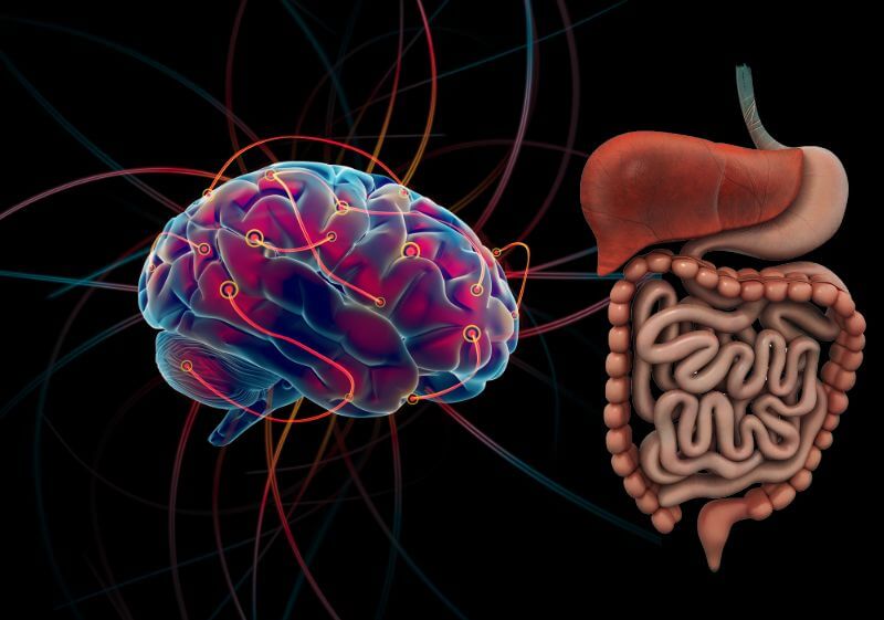 eixo cérebro intestino microbiota intestinal 