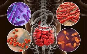 Microbiota intestinal é composta por trilhões de bactérias 